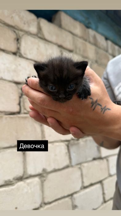 Бронь котят 3 мальчика и 2 девочки