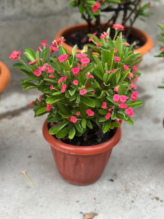 Цветы комнатные молочай герань