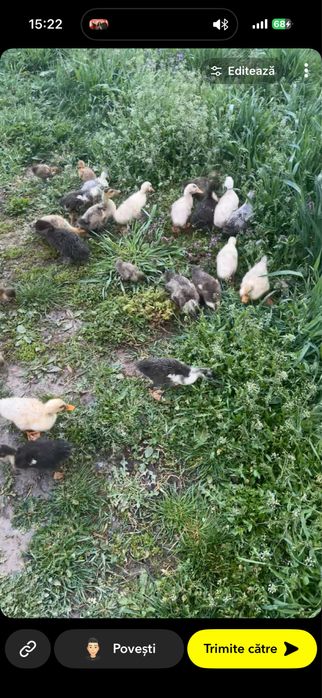 Vand boboci de rata romaneasca