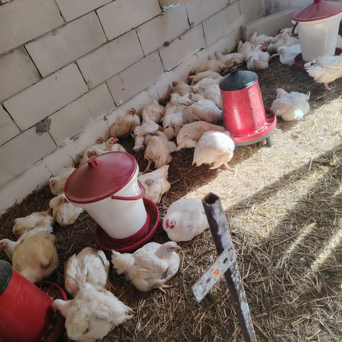 Pui albi de carne și găini albe de carne