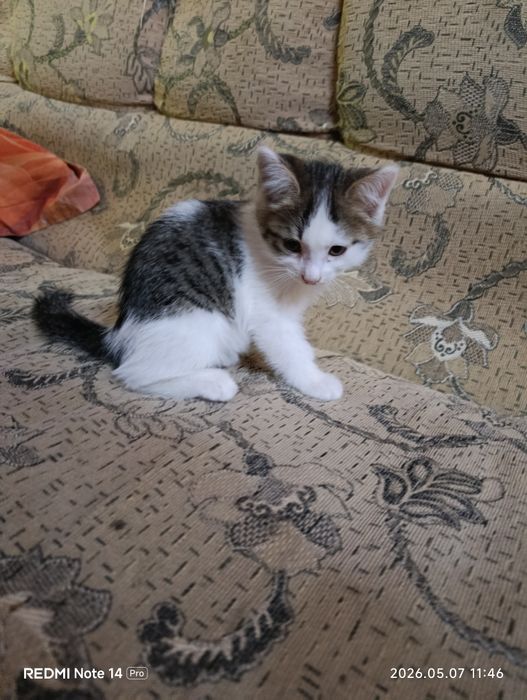 Отдам котят в заботливые руки