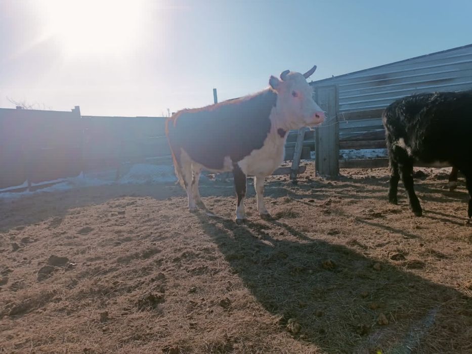 Семіз ту сыйыр килограм дап