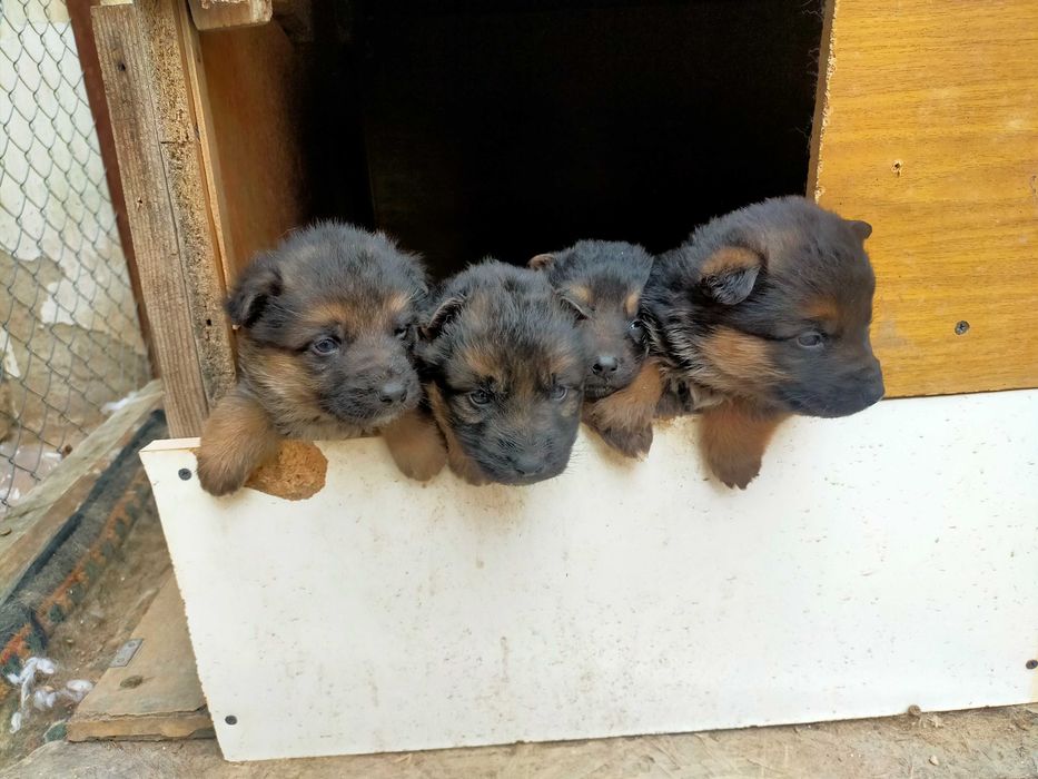 Щенки немецкой овчарки