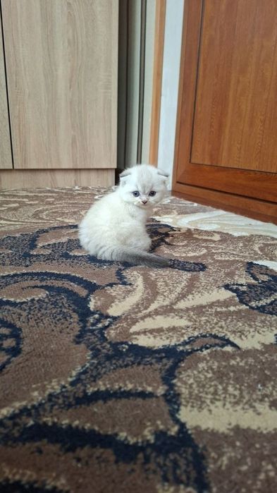Шиншилла поин девочка