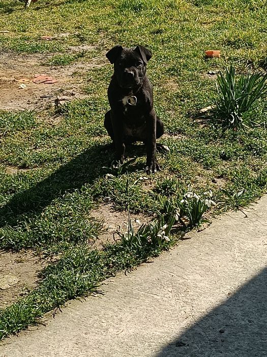 Здравейте продавам Каникорс