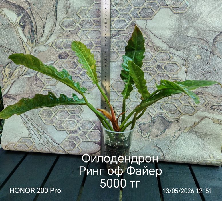 Комнатные цветы. Сингониум, сциндапсус.