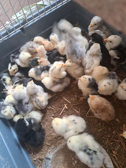 Pui cochinchina urias