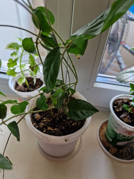 Цветы комнатные разные