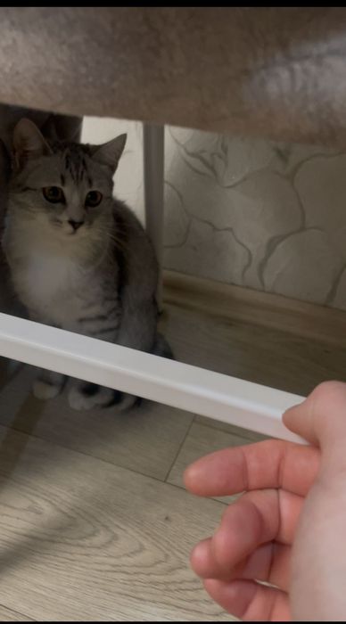 Кошка. Британская.