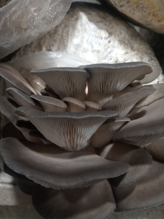 Грибы Вешенка алматы