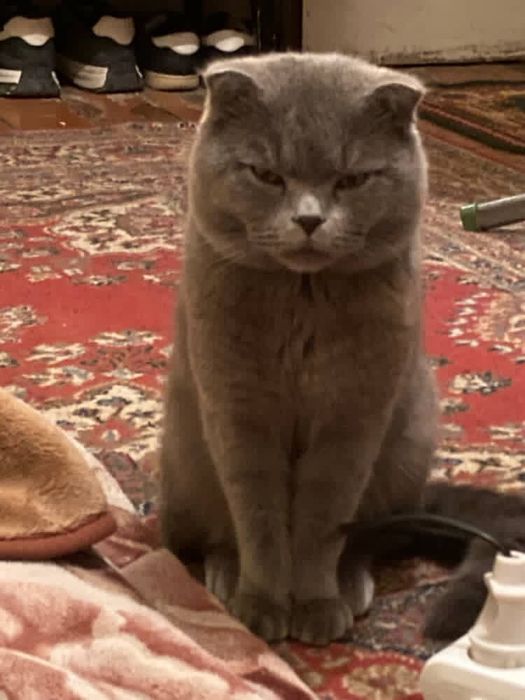 Шотландский вислоухая кошка