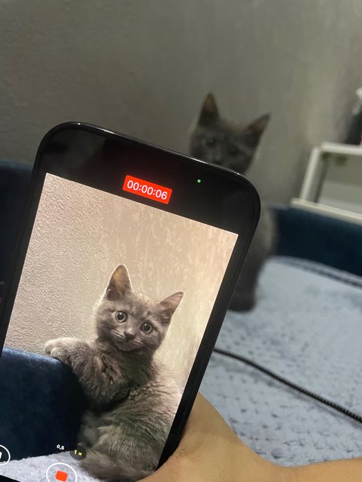 Британский кошкк