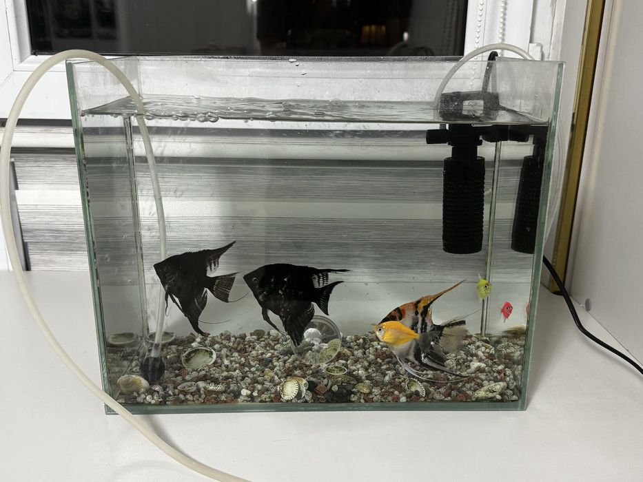 Аквариум с рыбками