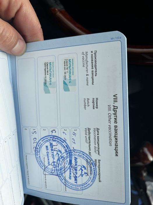 Продается немецкая овчарка