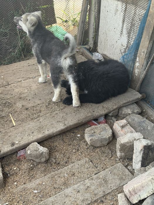 Кушиктер сатылады