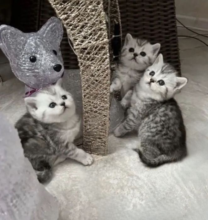 Чистокровные Британские котята