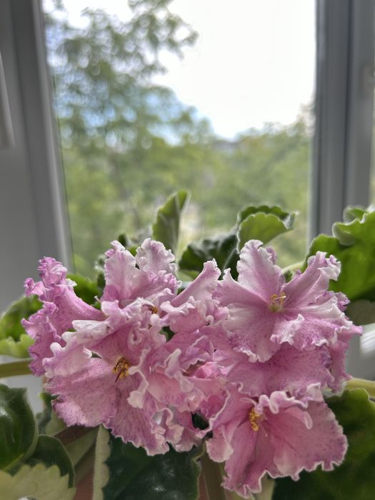 Сортовые Фиалки, детки