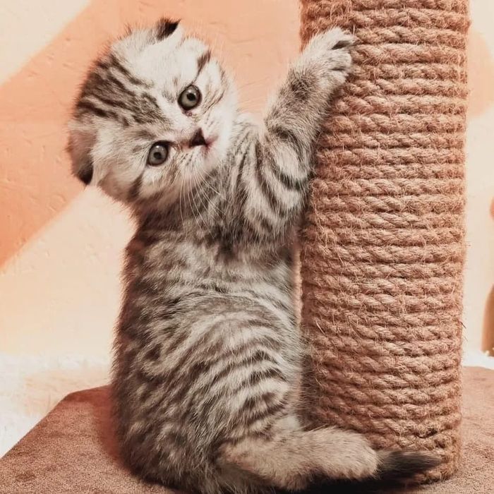 ШоТлаНдСкиЕ висЛоуХие