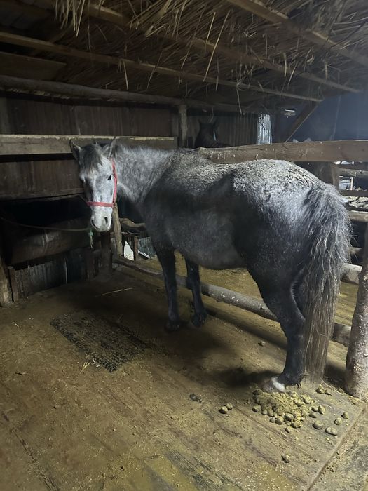 Сауын бие сатылады екеуі көктемде туады
