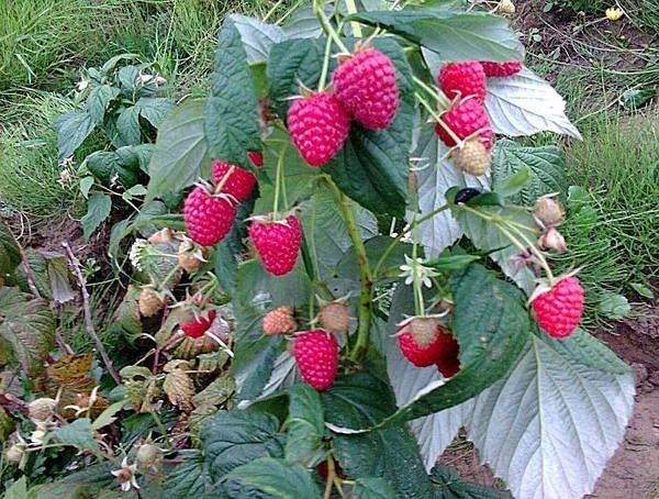 POLKA POLANA Malina koʻchati
