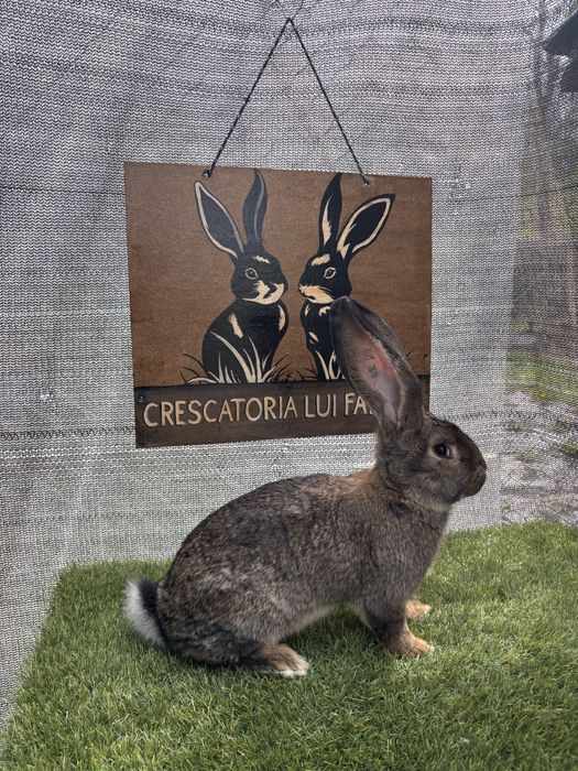 Mascul tanar Urias German gri