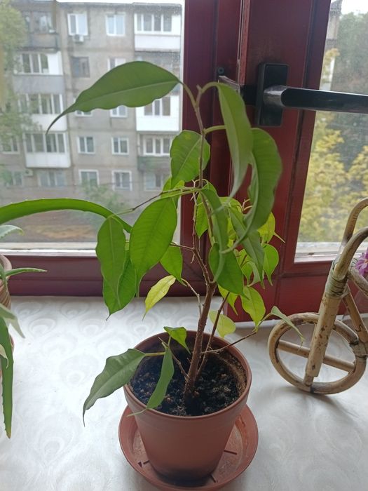 Продам Фикус Бенджамин