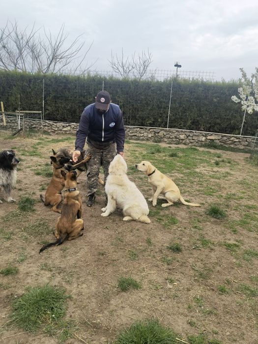 Pensiune si dresaj canin in Constanța și Tulcea