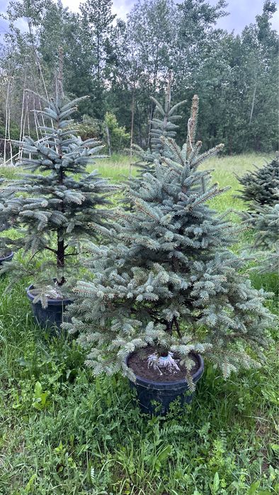 Brazi la ghiveci / Brad