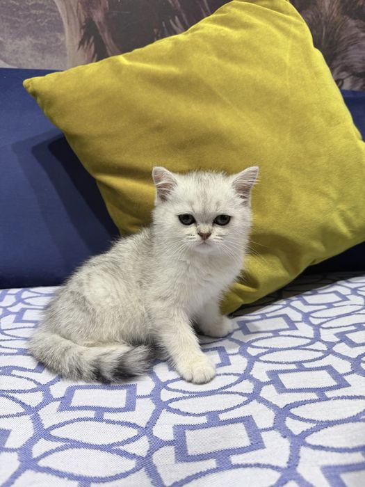 Шотланский Скоттиш Страйт !