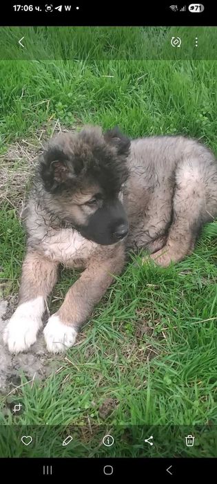 Продава се кавказка овчарка мъжко на два месеца