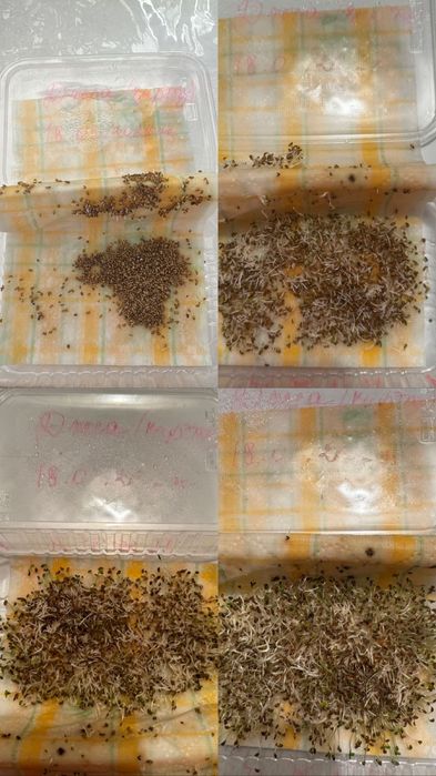 Семена люцерны Джеа / Семиречный