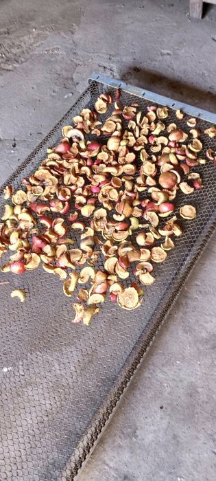 Яблоки сушёные урожай этого года