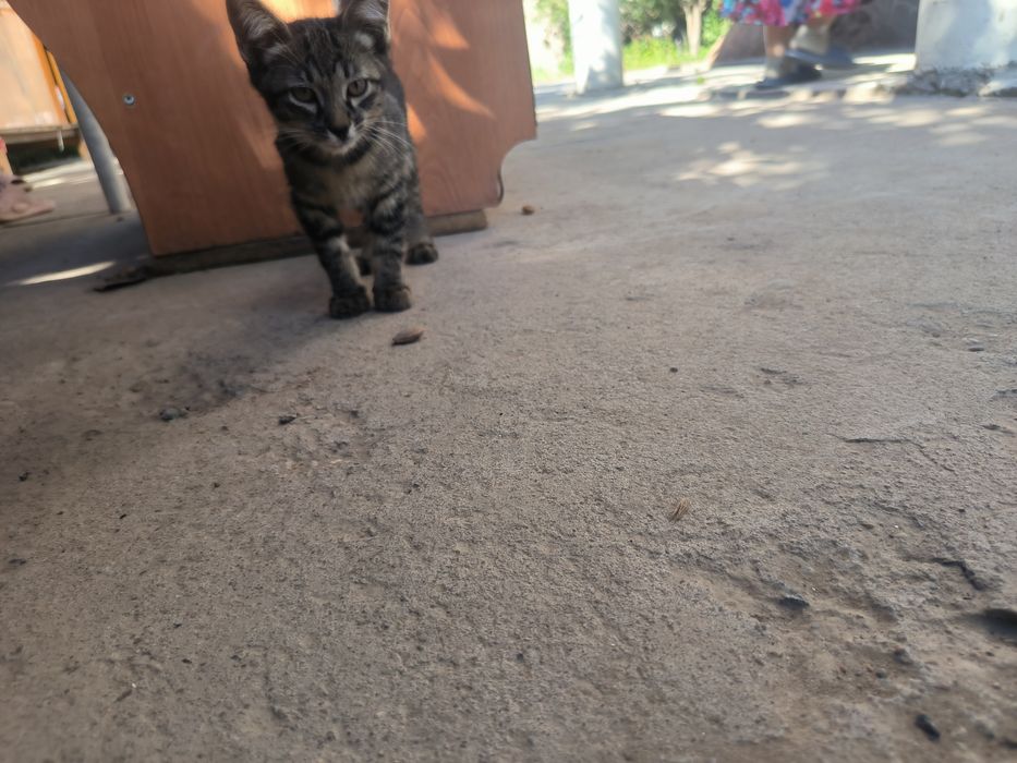 Отдам хорошие руки, коты