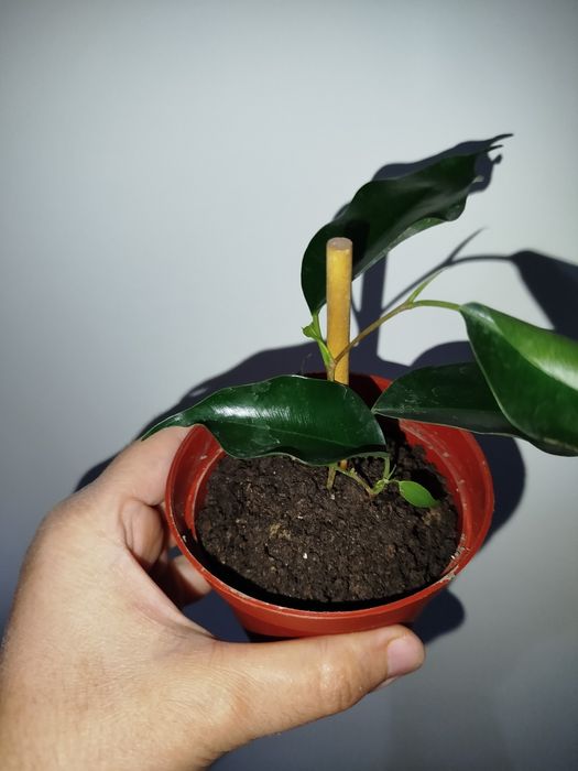 Fikus Benjamin detkasi