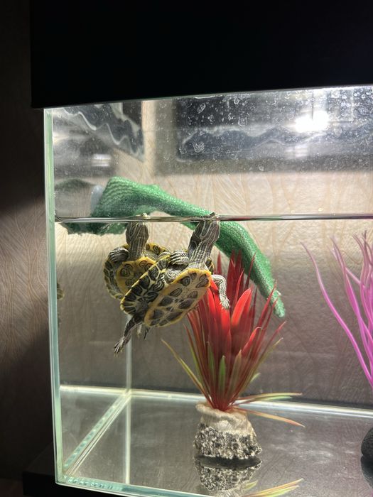 Продам Красноухих черепах