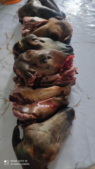 Қойдың басы. Ұйытылған. Жуылған