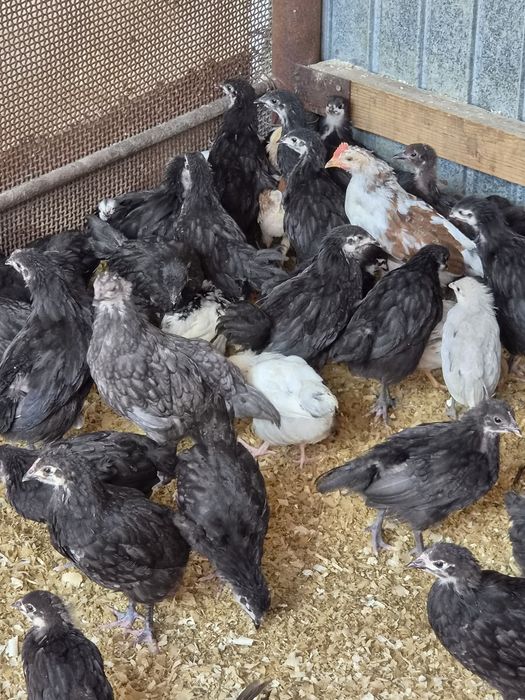 Pui diverse rase 2 luni australorp, labresse, cochinchina