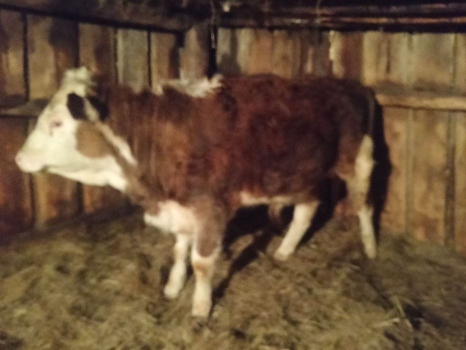 Продам бык годаваловый