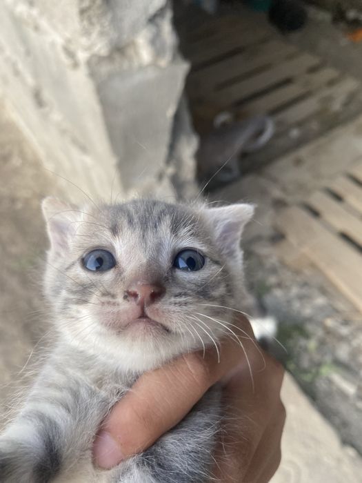 Вислоухие котята