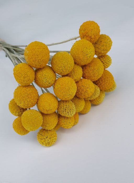 Сухоцветы для интерьера. ЛАГУРУС.