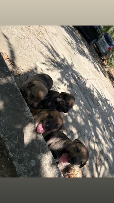 Cățeluși adorabilii își caută o familie iubitoare!