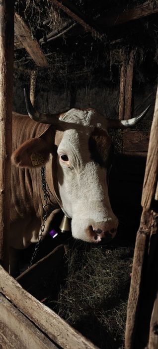Vaca bălțată românească gestanta 5 luni