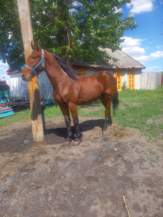 Продам орловского жеребца