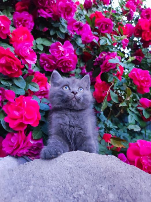 Отдам котят бесплатно