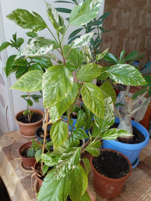 Продам комнатные растения