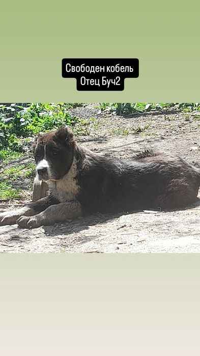 Кобели САО Алабай