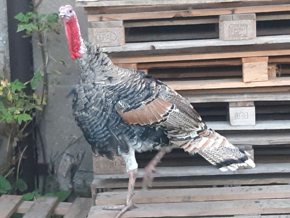 Продам индюка самец