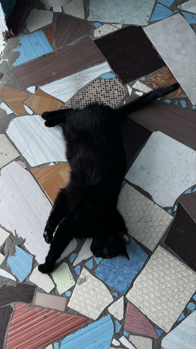 Кошка в добрые руки