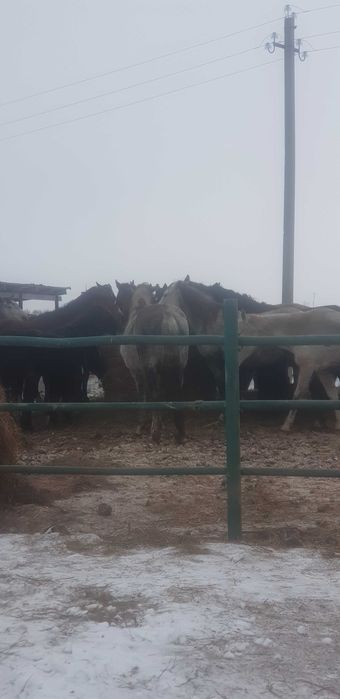 Продам орловских кобыл