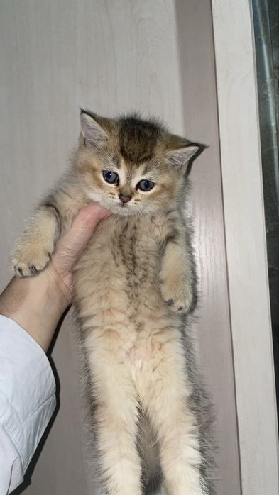 Шиншила-вислоухие